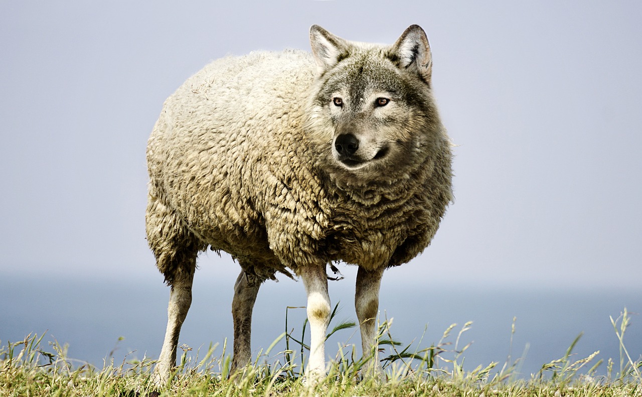 A wolf's head atop a sheep's woolly body standing on a grassy cliff — a wolf in sheep's clothing